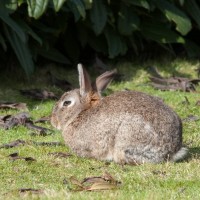 Rabbit